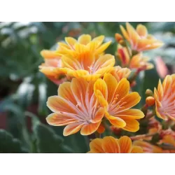 Lewisia cotyledon ORANGE