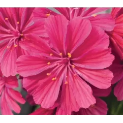 Lewisia cotyledon ruby