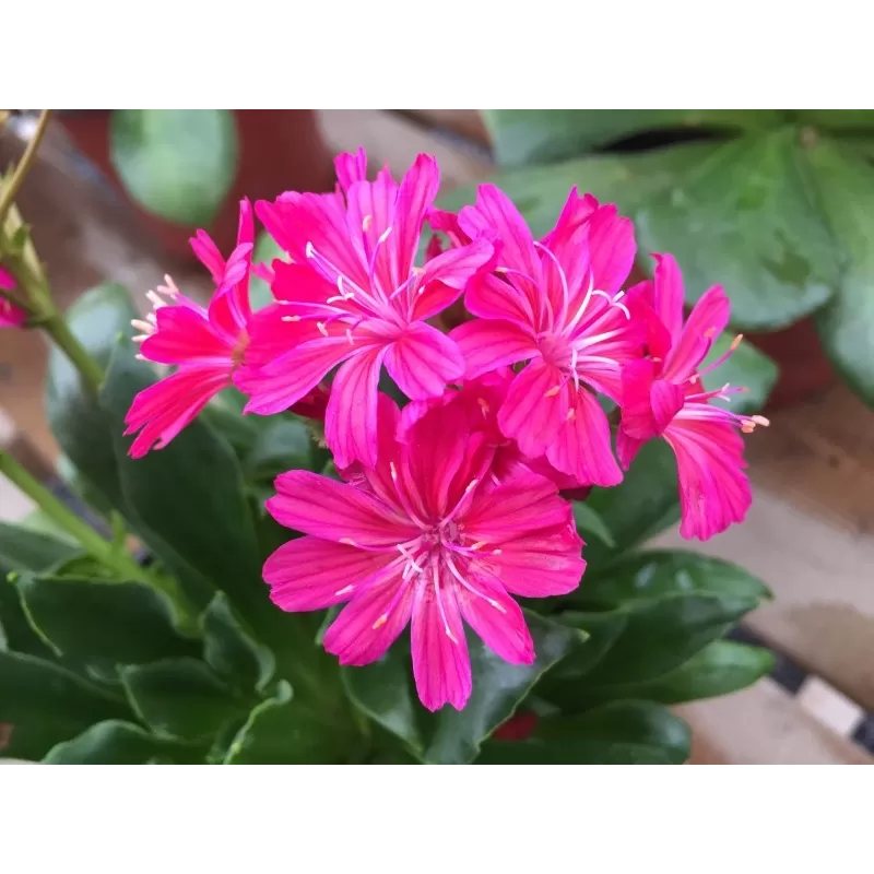 Lauko sukulentai internetu