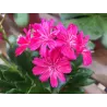 Lewisia cotyledon ruby