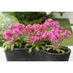 Lewisia cotyledon ruby