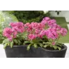 Lewisia cotyledon ruby