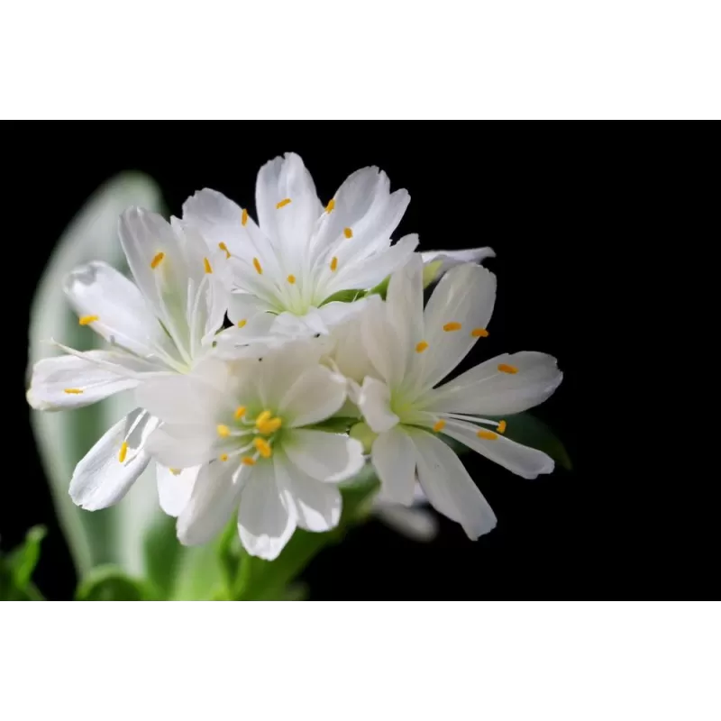 Lewisia cotyledon white