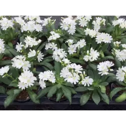 Lewisia cotyledon white