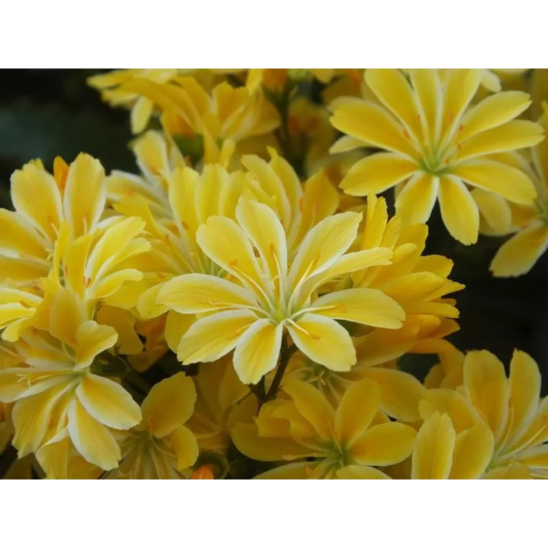 Lewisia cotyledon YELLOW