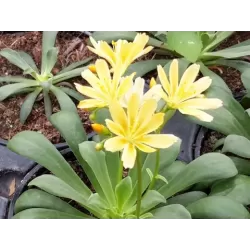 Lewisia cotyledon YELLOW
