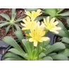 Lewisia cotyledon YELLOW