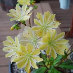 Lewisia cotyledon YELLOW