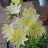 Lewisia cotyledon YELLOW