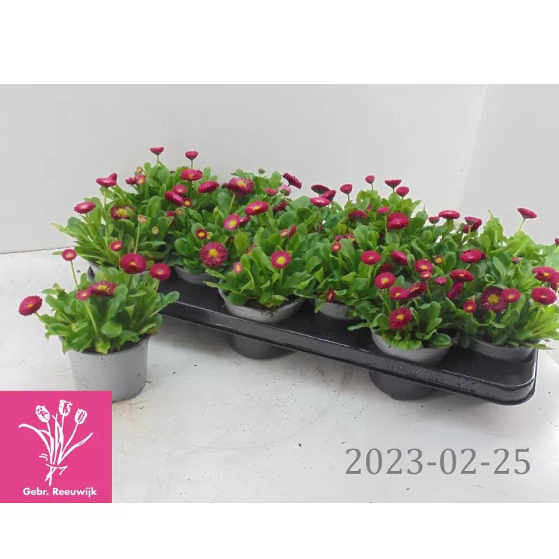 Daugiametė saulutė - Bellis perennis RUSH RED