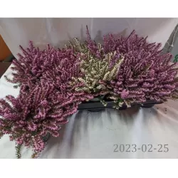 Erika - Erica darleyensis MIX