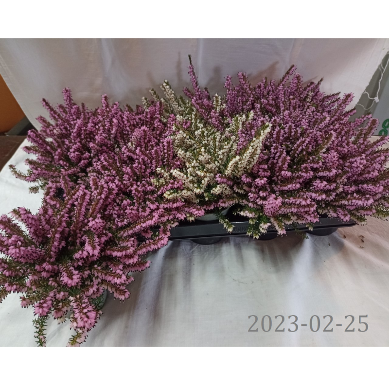 Erika - Erica darleyensis MIX