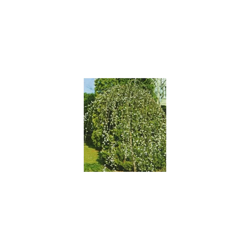 Blindžių Kilmarnok sodinukai su pristatymu į namus