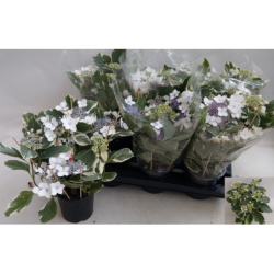 Didžialapė (darželinė) hortenzija - Hydrangea macrophylla...