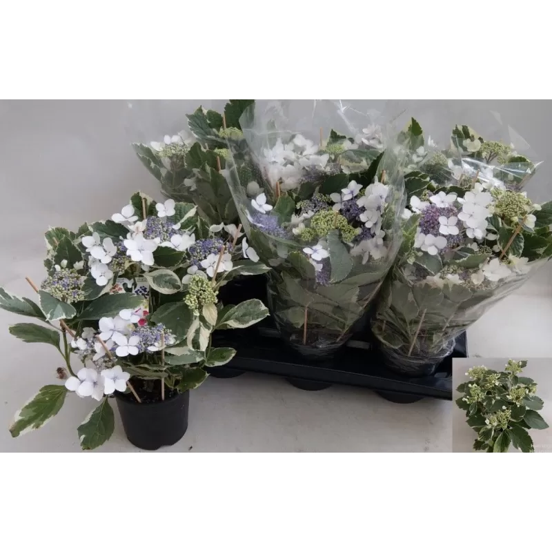 Didžialapė (darželinė) hortenzija - Hydrangea macrophylla Hovaria P14 6 žiedynai, gyva foto 2022-04-10