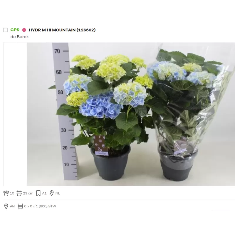 Didžialapė (darželinė) hortenzija - Hydrangea macrophylla Hi Mountain P23 10ž gyva foto 2022-04-14