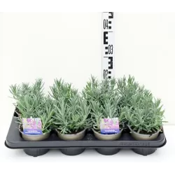 Tikroji levanda - Lavandula angustifolia DWARF BLUE