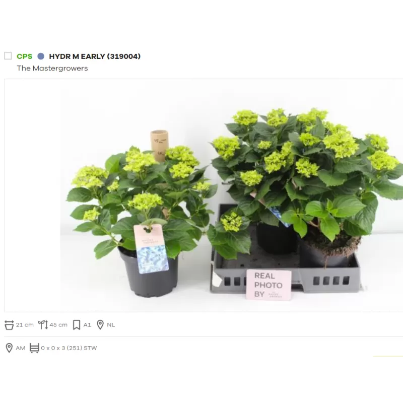 Didžialapė (darželinė) hortenzija - Hydrangea macrophylla EARLY P21 gyva foto 2022-04-12 X3