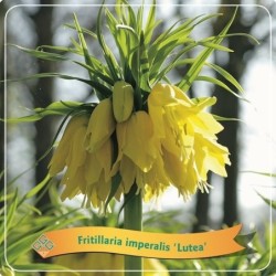 Imperatoriškoji margutė - Fritillaria imperalis LUTEA