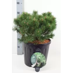 Pinus mugo Humpy