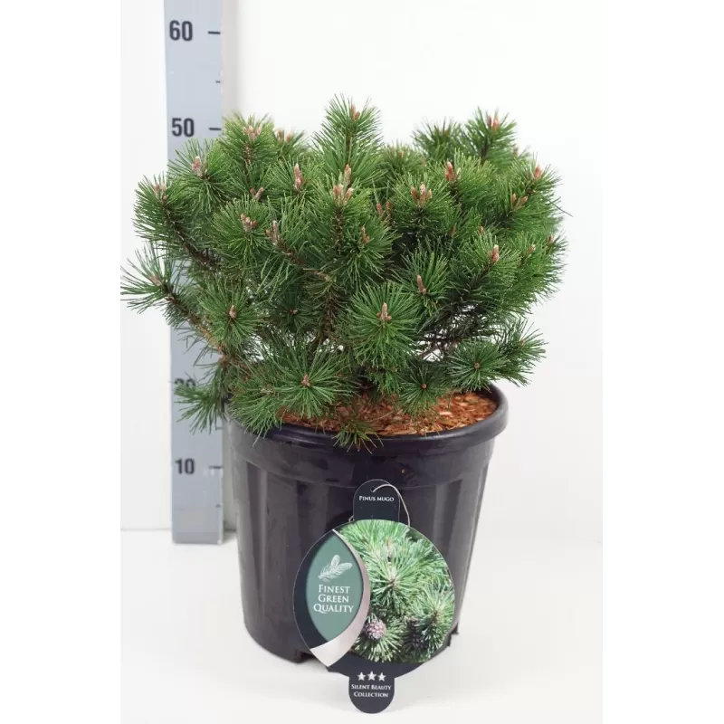 copy of Pinus mugo Humpy C4 vazone pristatymas birželio ir liepos mėn