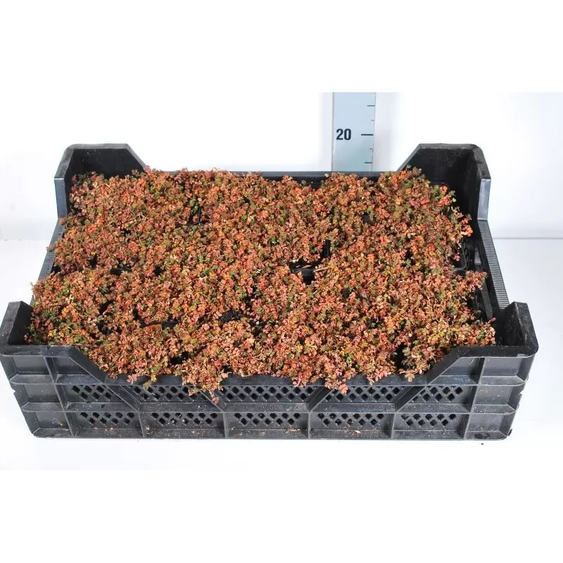 Acaena micro. Kupferteppich