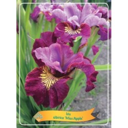 Vilkdalgis - Iris sibirica MISS APPLE