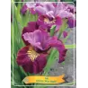 Vilkdalgis - Iris sibirica MISS APPLE