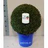  Buxus sempervirens BALL