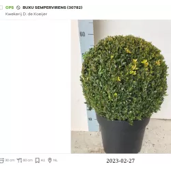  Buxus sempervirens BALL
