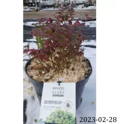 Highbush Blueberry - Vaccinium corymbosum BRAZELBERRY