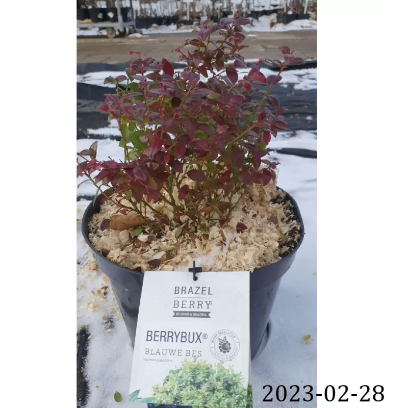 Šilauogė (vid. vėl.) - Vaccinium angustifolium BRAZELBERRY