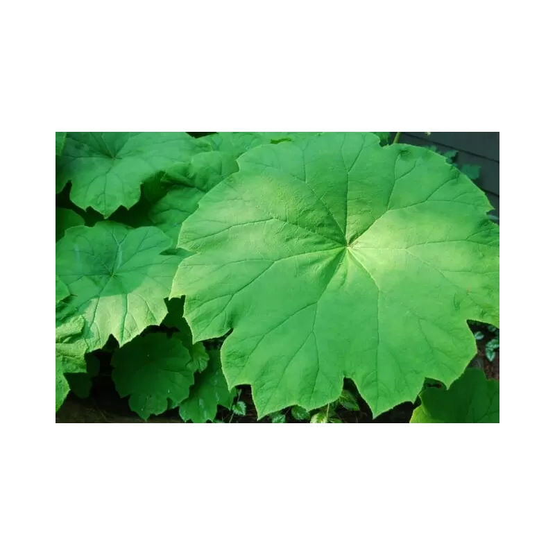 Skydinė rodžersija - Astilboides tabularis