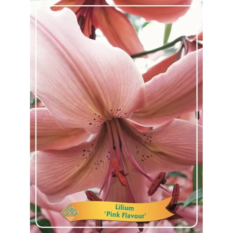 Lelija - Lilium Pink Flavour