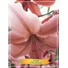 Lelija - Lilium Pink Flavour
