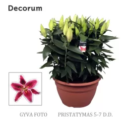 copy of Lelija - Lilium Pink Flavour P11 rožinė pristatymas 2022 m. pavasarį