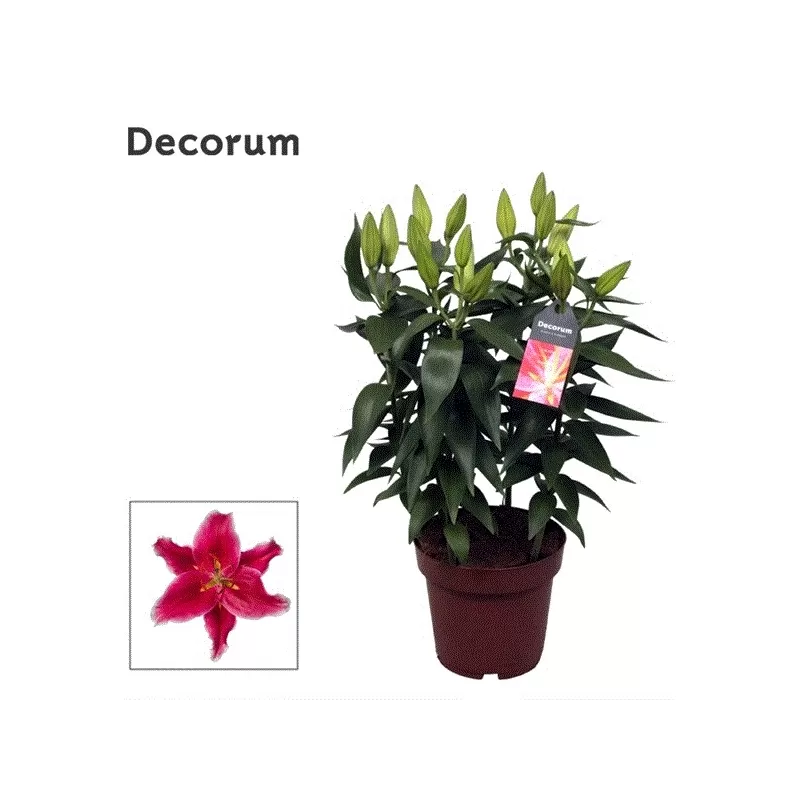 Lelija - Lilium STARLIGHT EXPRESS