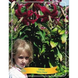 Lilium Miss Feya