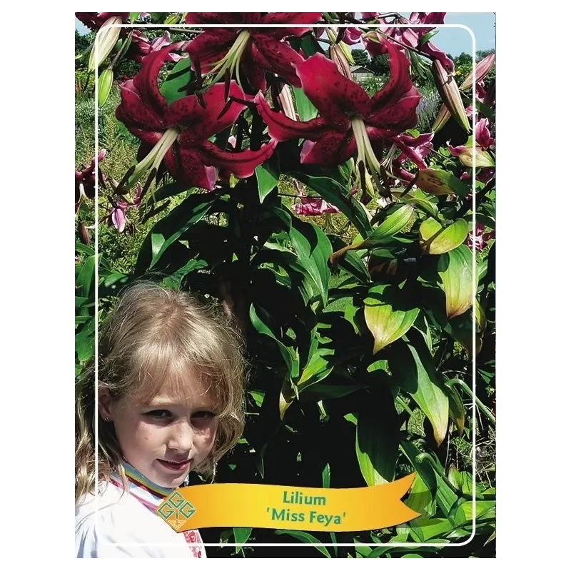 Lelija - Lilium Miss Feya