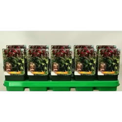 Lelija - Lilium Miss Feya