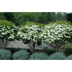 Paprastasis putinas - Viburnum opulus COMPACTUM