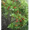 Žemuoginis arbutas - Arbutus unedo