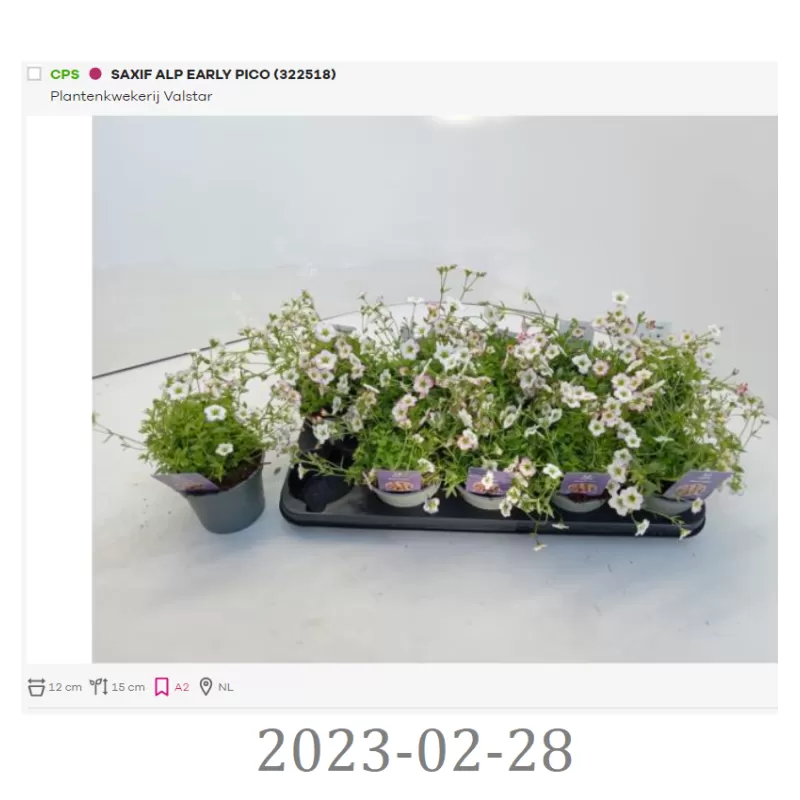 Uolaskėlė - Saxifraga arendsii ALPINO EARLY PICOTEE