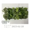 Gebenė - Hedera helix MIX