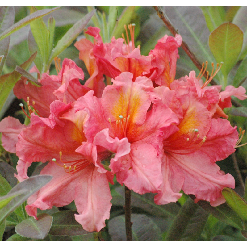 Rhododendron KERMESINA