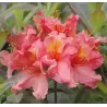 Švelnioji azalija - Rhododendron mollis BERRYROSE
