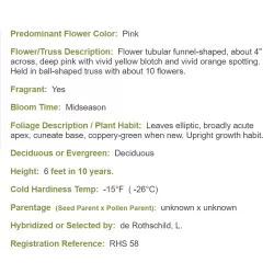 Švelnioji azalija - Rhododendron mollis BERRYROSE