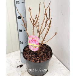 Švelnioji azalija - Rhododendron mollis BERRYROSE