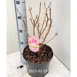 Švelnioji azalija - Rhododendron mollis BERRYROSE