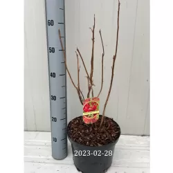 Švelnioji azalija - Rhododendron mollis FIREBALL